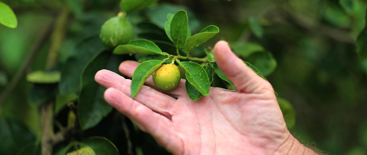 Aperçu de la maladie Greening sur les agrumes